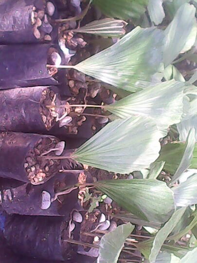 Bibit Aren Umur 3 Bulan