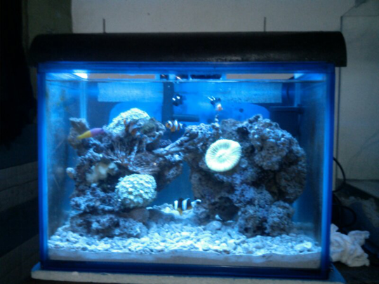 Terjual Aquarium Laut Mini Tank Include Air Liverock Koral Ikan