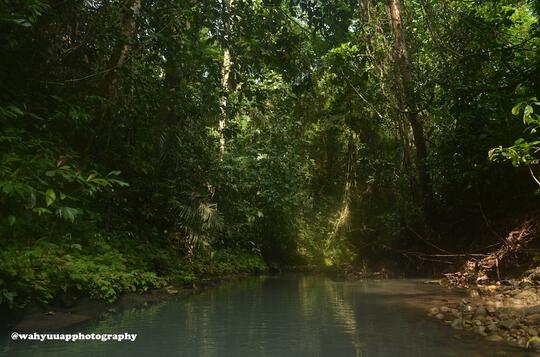 8 Hari Menjelajah Hutan Taman Nasional Bukit Barisan Selatan Kaskus