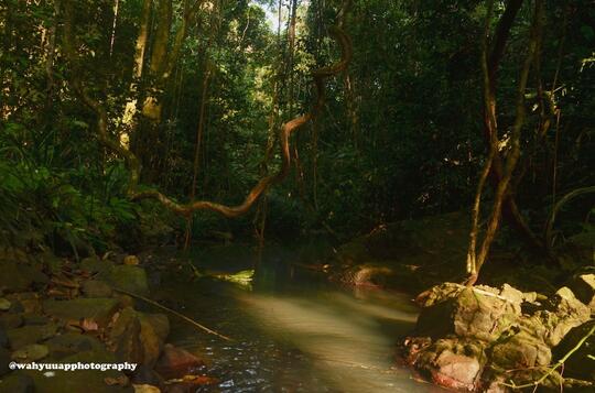 8 Hari Menjelajah Hutan Taman Nasional Bukit Barisan Selatan