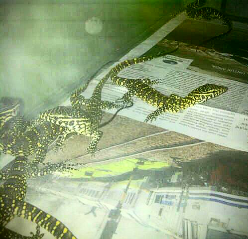 wts nile monitor (biawak nile)
