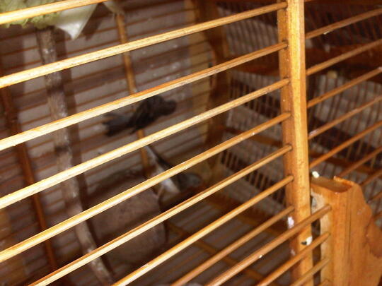 Terjual Burung Sanger Lokal Sepasang Produksi Kaskus