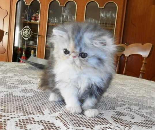 Terjual Kucing Persia Peaknose Umur 3 Bulan Kaskus