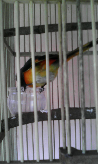 Terjual Burung Mantenan Jawa Timur Bogor Kaskus