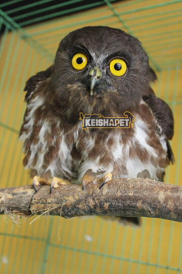 Ciri Ciri Jenis Dan Harga Burung Hantu Ragam Informasi