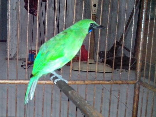 Terjual Cucak Ijo Mini Edisi Barter Kaskus