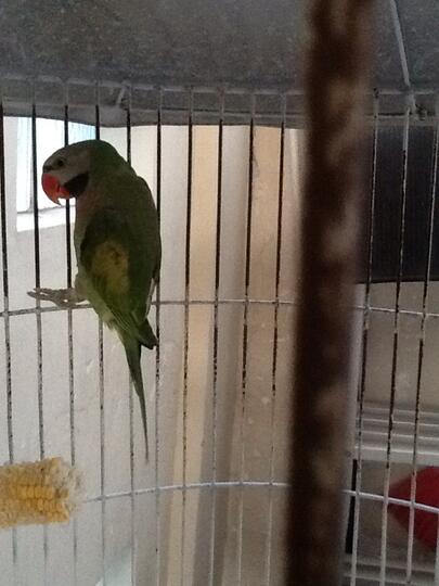 Terjual Burung Betet Hijau Kaskus