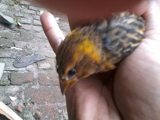 Manyar Mania Silahkan Gabung Page 34 Kaskus