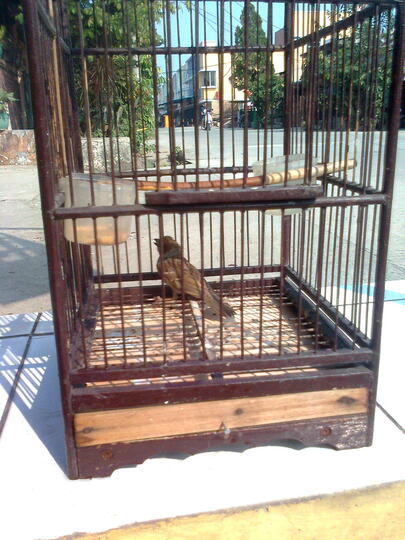 Terjual Burung Gereja Anakan Umur 3bulan Kaskus