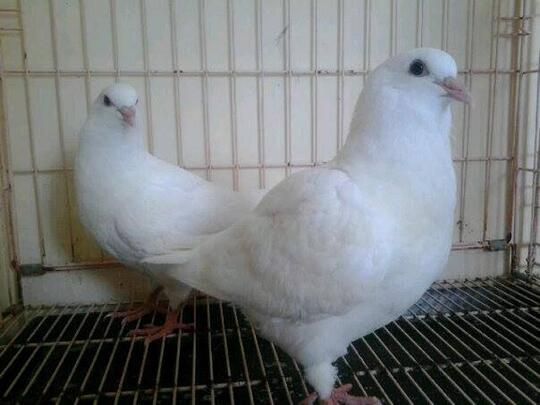 Yang Tanya Masuk Sini Semua Burung Page 183 Kaskus