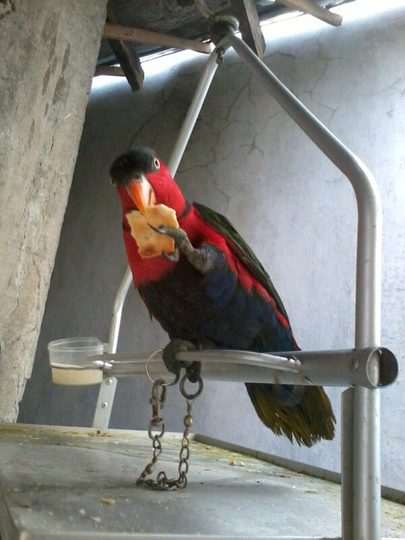 Burung Nuri Burung Cantik Yang Terancam Punah Kaskus