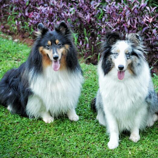 Terjual Jual Blue Merle Shetland Sheepdog Sheltie Puppies 3