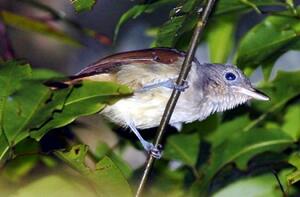 10 Burung Asli Indonesia Yang Terancam Punah Kaskus