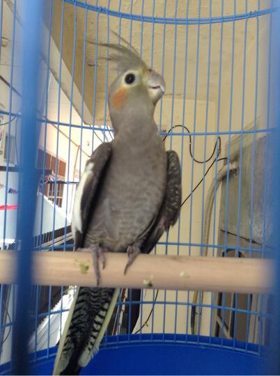 Terjual Jual Baby Burung Falk Parkit Cocktail Cuma 600rb Kaskus