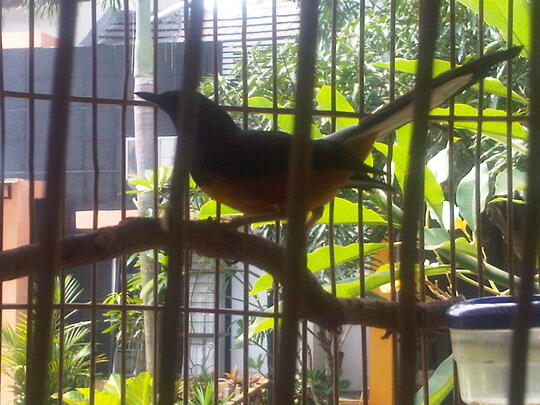 Terjual Burung Murai Borneo Mapan Bisa Barter Kaskus