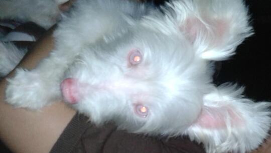 Terjual Jual Anjing Albino Maltese Betina Kaskus
