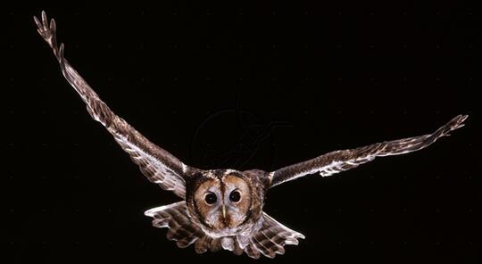 Balasan Dari 14 Fakta Unik Tentang Burung Hantu Kaskus