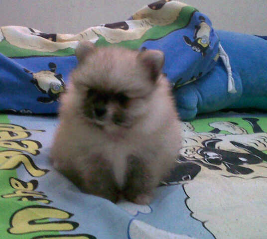 Terjual Jual Anjing Pom Mini Pom Super Mini Pom Chiwawa Sitsu