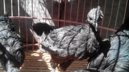 jual ayam cemani bandung