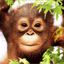 ●▬▬▬▬۰۪۪۫۫●۪۫۰► ۞ Avatar Bergerak Gratis ۞ ◄۰۪۪۫۫