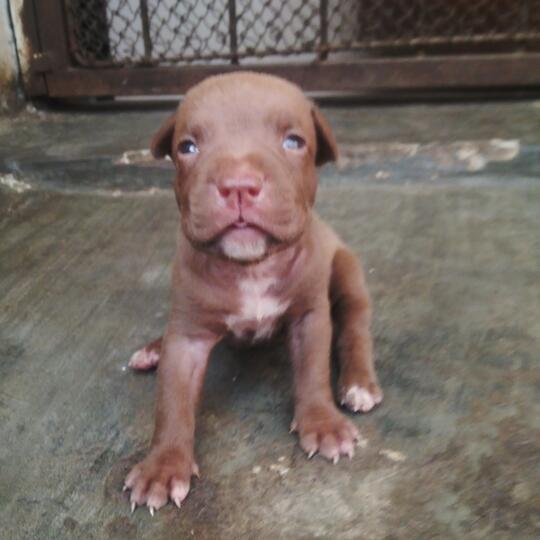 The American Pitbull Lover S Part 4 Page 490 Kaskus