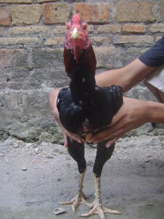 Terjual Ayam Bangkok Umur 45 Bulan