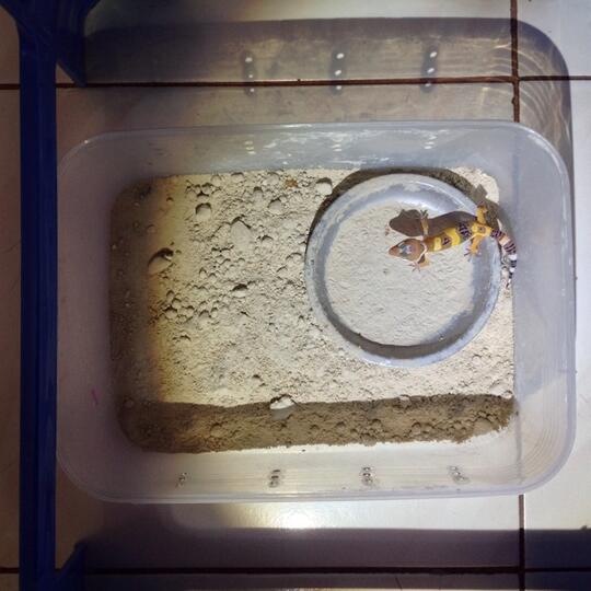 Leopard gecko anakan murmer