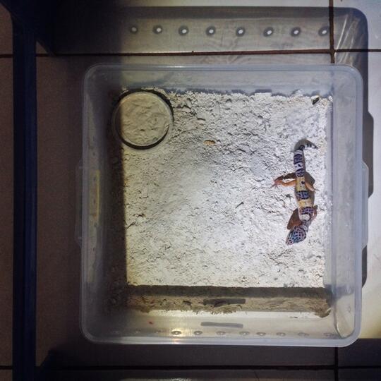 Leopard gecko anakan murmer