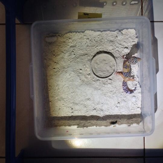 Leopard gecko anakan murmer