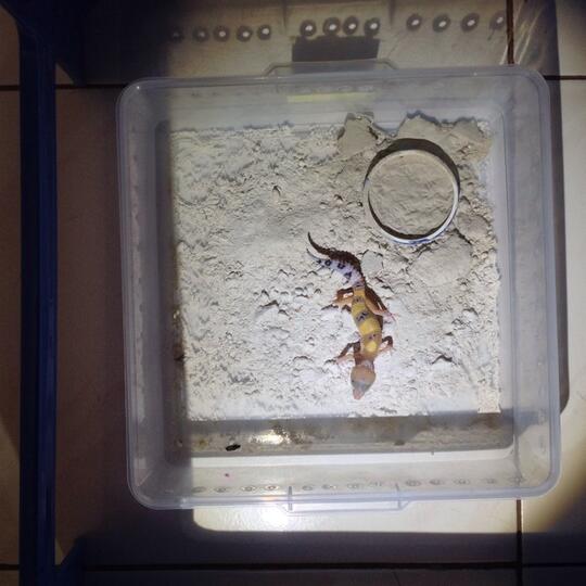 Leopard gecko anakan murmer