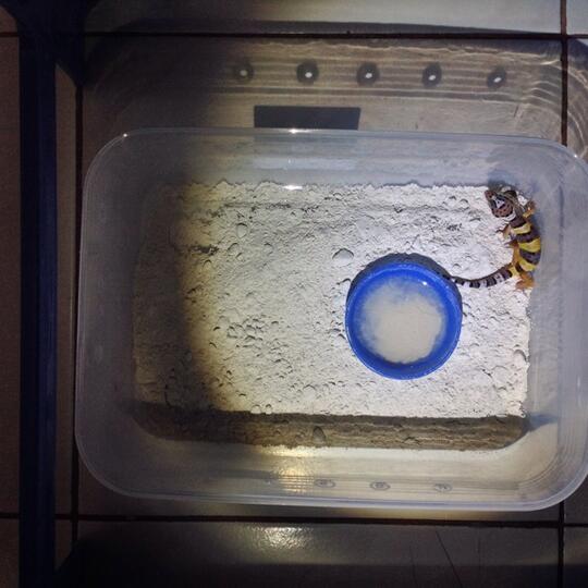 Leopard gecko anakan murmer