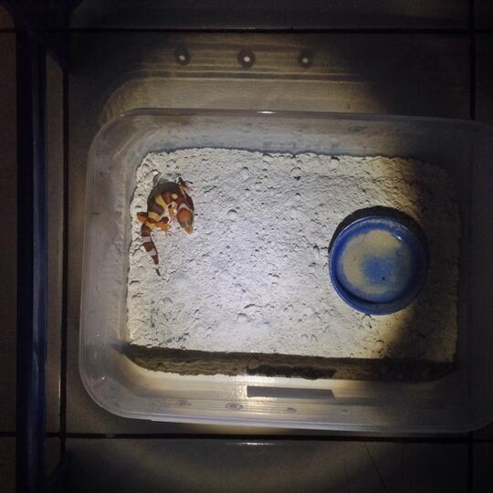 Leopard gecko anakan murmer