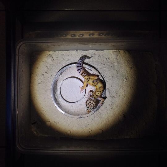 Leopard gecko anakan murmer