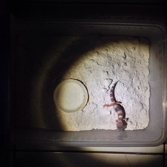 Leopard gecko anakan murmer