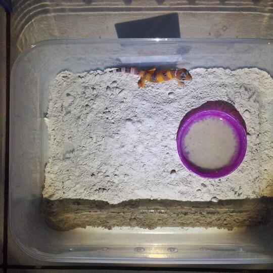 Leopard gecko anakan murmer