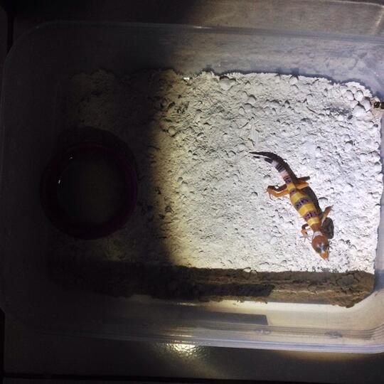 Leopard gecko anakan murmer