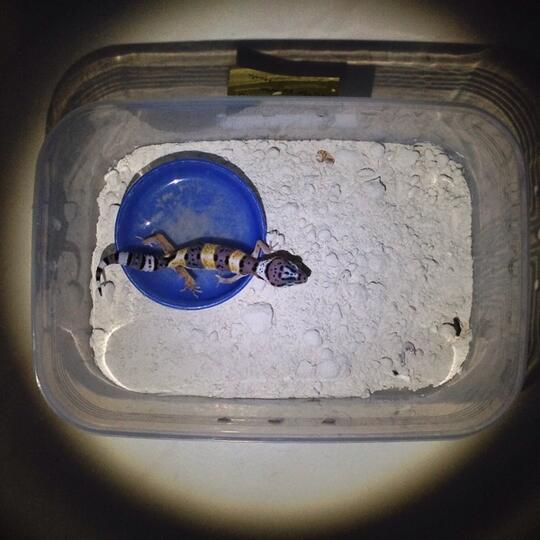 Leopard gecko anakan murmer