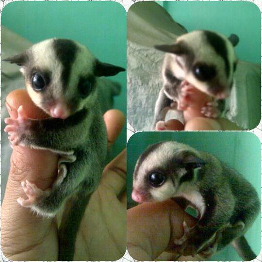 sugar glider 1 bulan