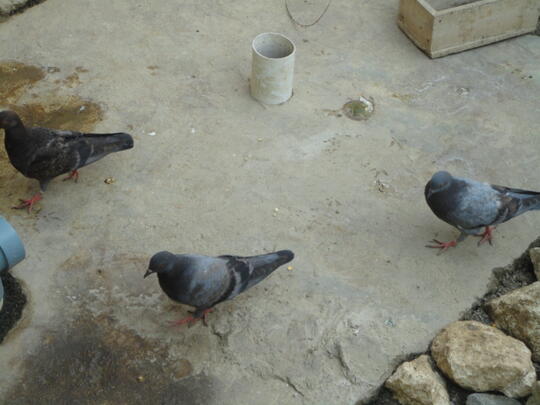 Terjual Burung Merpati Singa 12 081 808 991 994 Bekasi Kaskus