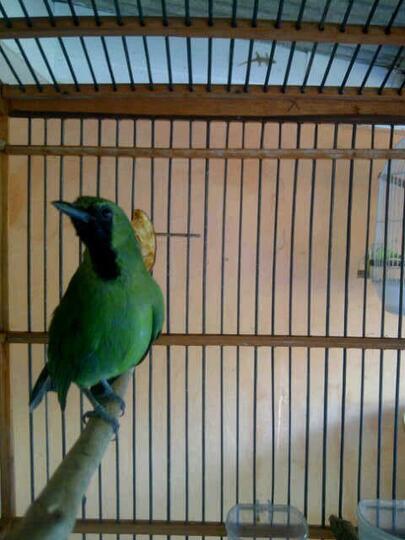Terjual Jual Burung Cucak Hijau Mini Kaskus