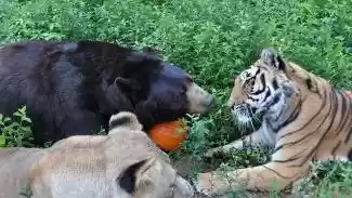 Foto Uniknya Persahabatan 3 Binatang Buas Kaskus