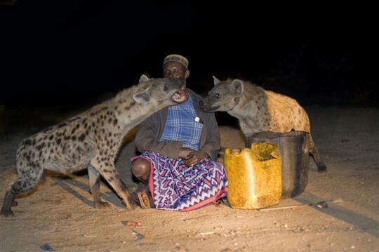 Hyena Bukan Anjing Tapi Predator Buas Yang Licik Pengecut