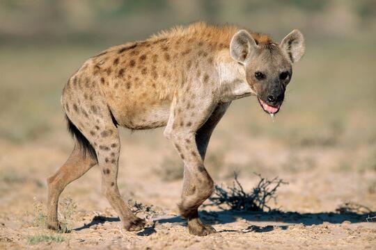 Hyena Bukan Anjing Tapi Predator Buas Yang Licik Pengecut