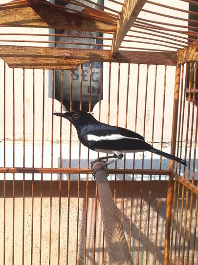 Terjual 2 Ekor Burung Kacer Haur Ciblek Kapas Kaskus