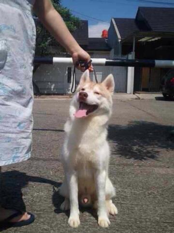 Terjual Anjing Beagle 7bulan Jantan Bloodline Import Jogja Yogya