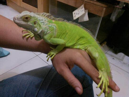 Green Iguana Sehat