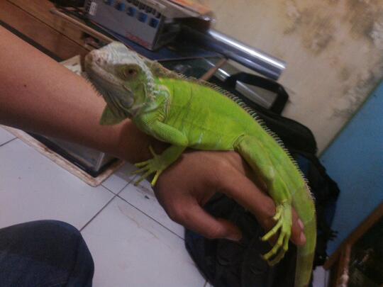 Green Iguana Sehat