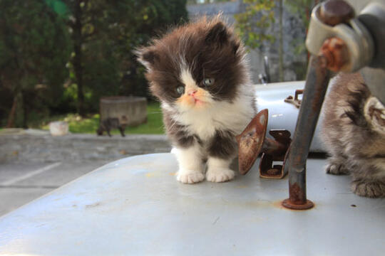 kitten persia pignose (Bandung)
