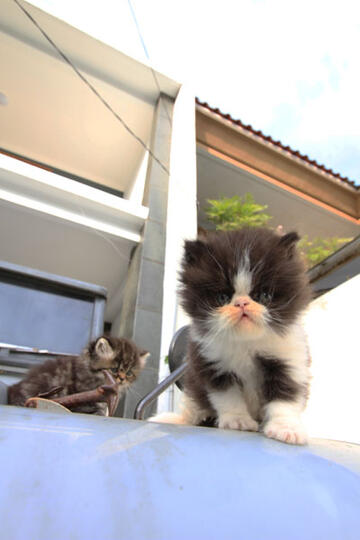 kitten persia pignose (Bandung)