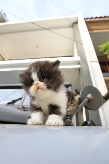 kitten persia pignose (Bandung)
